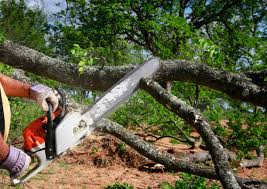 How Our Tree Care Process Works  in  Red Bank, TN